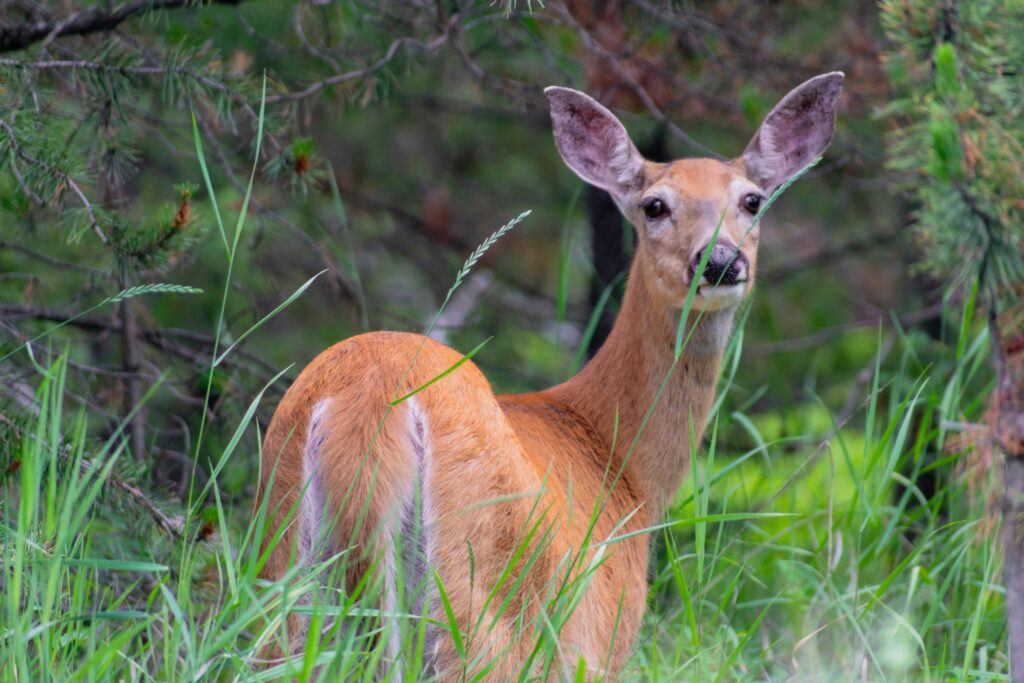 cerf mulet